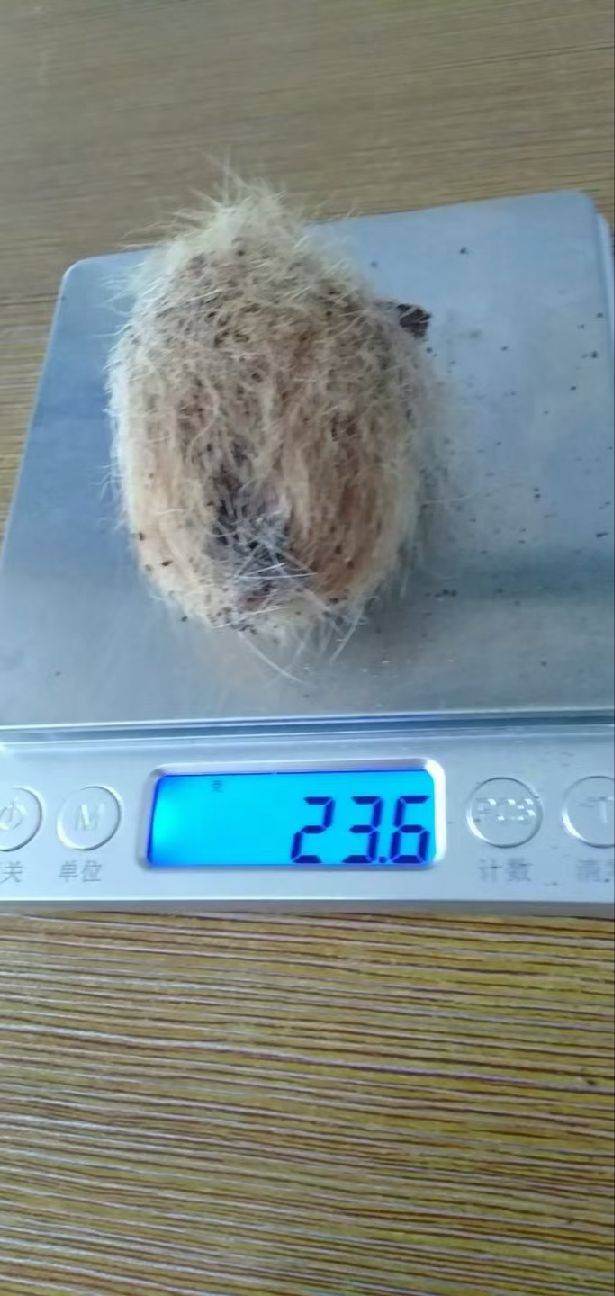 图片咋没了啊