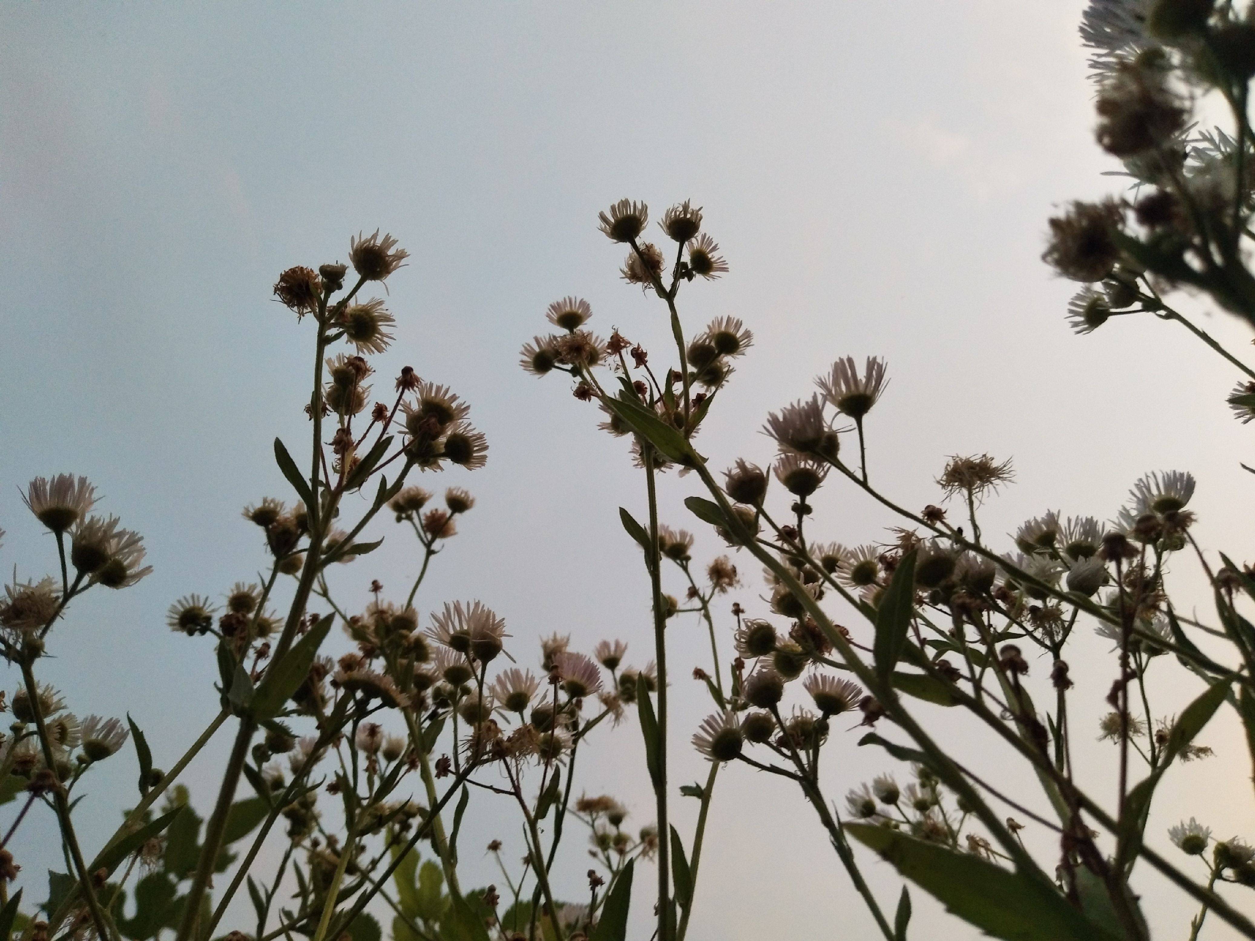 图片咋没了啊