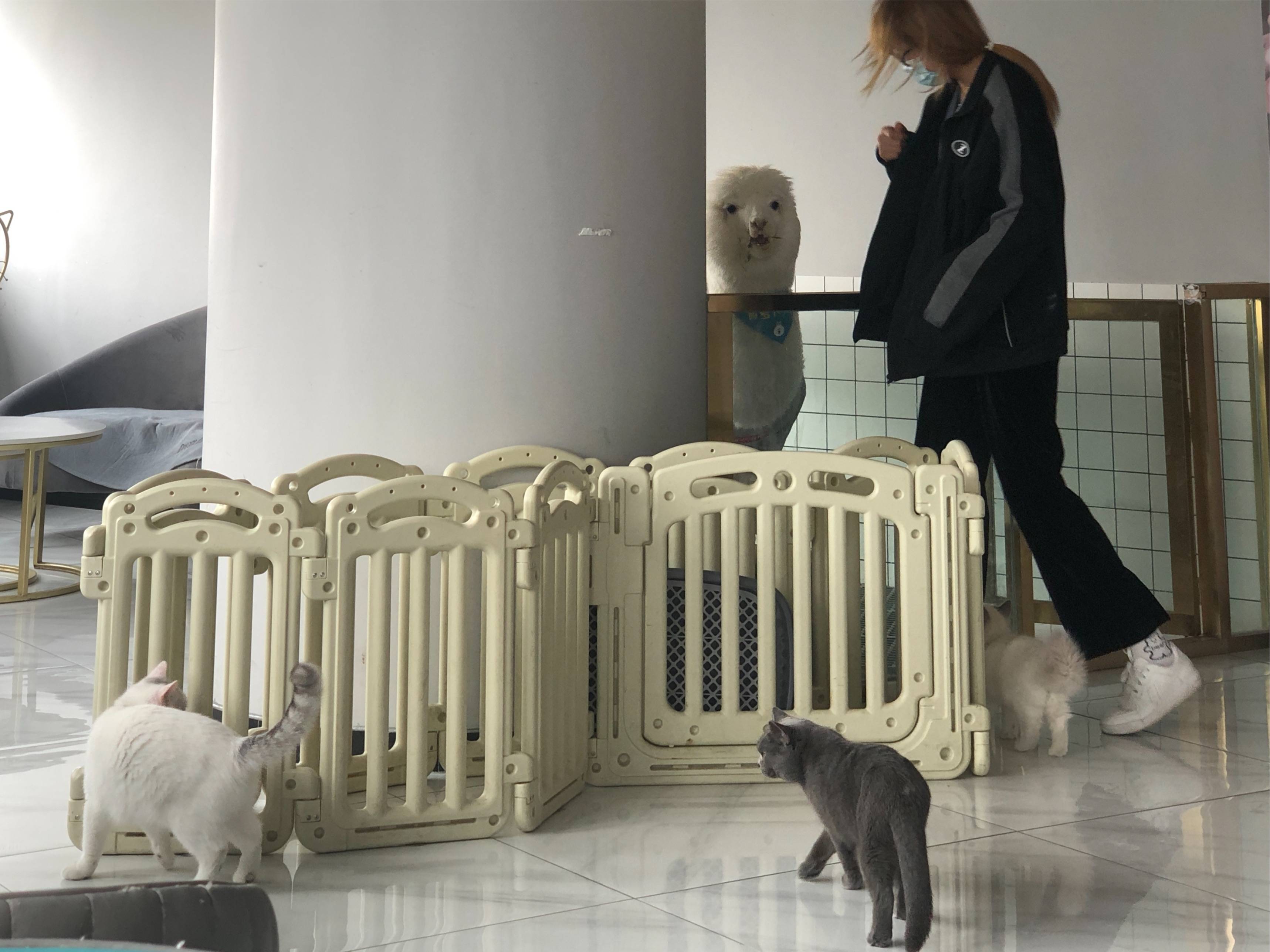 图片咋没了啊