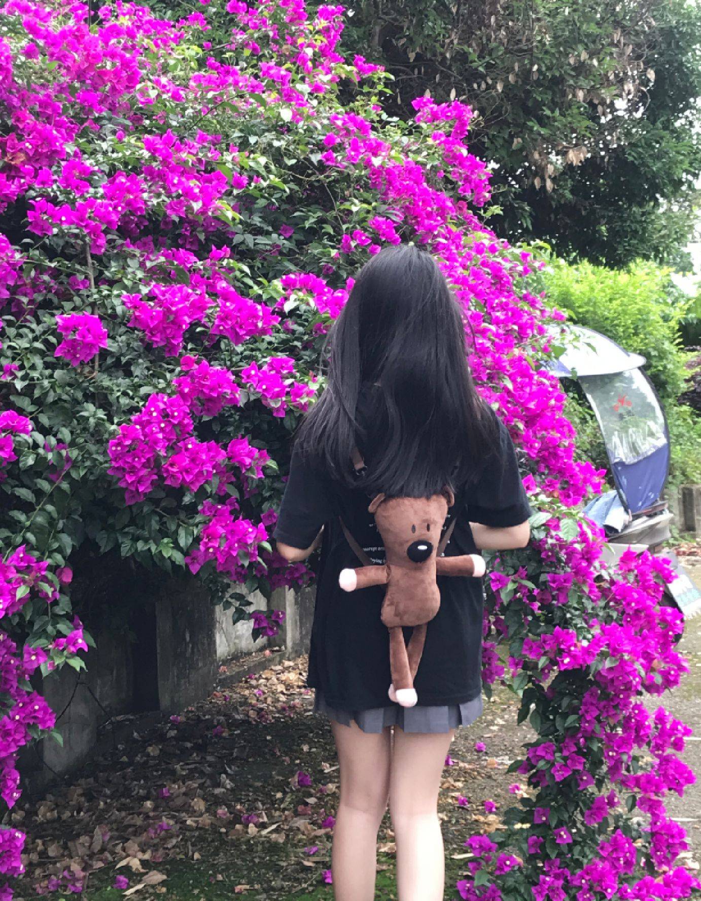 图片咋没了啊