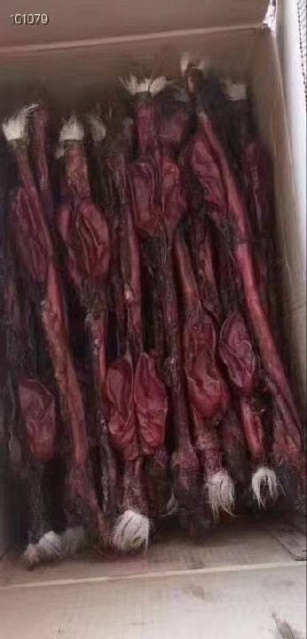 图片咋没了啊